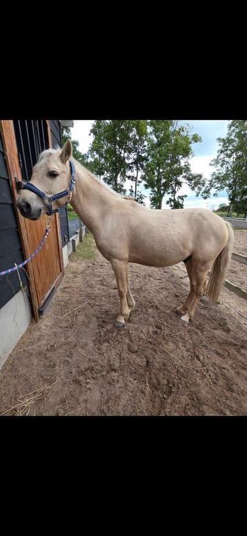 Tekoop C pony beschikbaar voor biedingen