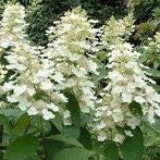 Hydrangea Tardiva 3 liter STUNTPRIJS 3€, Tuin en Terras, Planten | Struiken en Hagen, Ophalen, Hortensia, Struik, Minder dan 100 cm