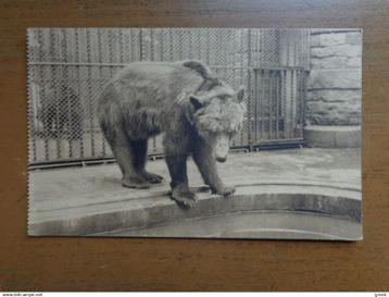 Zoo Antwerpen, Bruine Beer beschikbaar voor biedingen