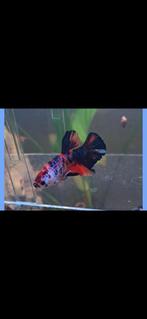 Uniek Kweekkoppel: Betta Koi Plakat (zeldzaam), Dieren en Toebehoren, Vissen | Aquariumvissen, Vis, Zoetwatervis