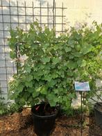 Vitis vinifera  druif, Ophalen, Halfschaduw