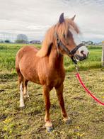 Brave B-pony Welsh, Dieren en Toebehoren, Pony's, Gechipt, B, B pony (1.17m tot 1.27m), Merrie