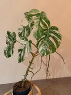 Monstera, Ophalen