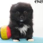 Pékinois X Spitz - chiot Belge à vendre, Commerçant, Chien (mâle), Autres races, Belgique