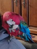 Groenvleugel ara, Mâle, Perroquet, Domestique