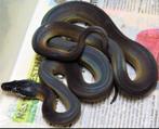 bothrochilus albertisii liaisis albertisii python à lèvre bl, Dieren en Toebehoren, Reptielen en Amfibieën, Slang