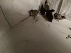 Chinese dwergkwartel, Dieren en Toebehoren