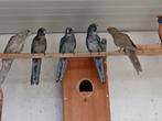 pennanten en rosella, Meerdere dieren, Parkiet, Geringd