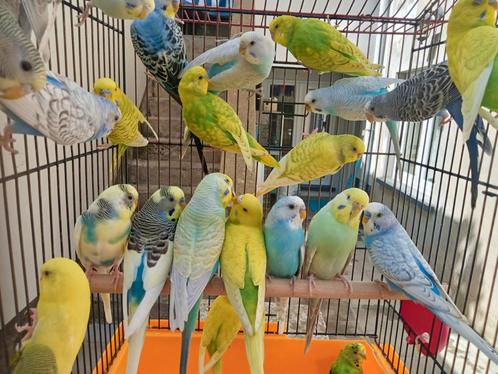 Zeer mooie gekleurde golvende parkieten te koop, Dieren en Toebehoren, Vogels | Parkieten en Papegaaien, Parkiet, Meerdere dieren
