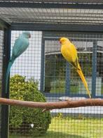 1-0 opaline witkopwitstaart split blauw 2020, Dieren en Toebehoren, Vogels | Parkieten en Papegaaien