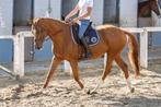 Dressuurmerrie, Dieren en Toebehoren, Paarden, Merrie