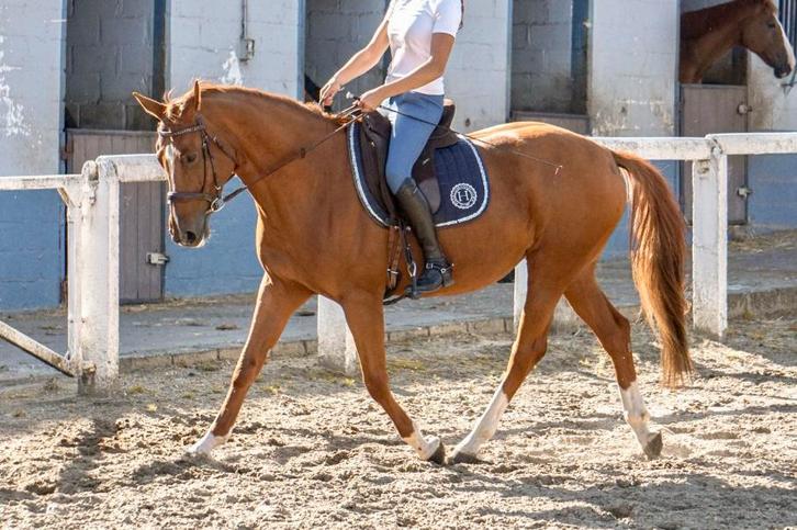 Dressuurmerrie, Dieren en Toebehoren, Paarden, Merrie