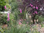 Dierama, Tuin en Terras, Planten | Tuinplanten, Ophalen