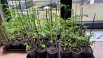Tomaten planten verschillende soorten, Tuin en Terras, Planten | Tuinplanten, Ophalen of Verzenden