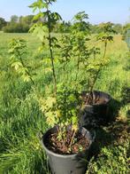 Acer saccharinum (meerstam), Lente, 100 tot 250 cm, Ophalen, Volle zon