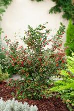 3x cotoneaster franchetii in pot  45cm Hoog, Jardin & Terrasse, Enlèvement