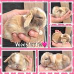 Hele lieve&mooie jonge Hangoordwerg konijntjes, blauwe ogen, Dieren en Toebehoren, Meerdere dieren, Dwerg, Hangoor, 0 tot 2 jaar