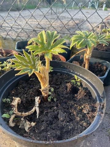 Tetrapanax Papyrifer 'Steroidal Giant' (Vaste Prijs) beschikbaar voor biedingen