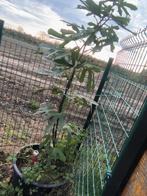 Vijgenboom tweestammig, Tuin en Terras, Ophalen of Verzenden