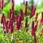 3 x persicaria amplexicaulis in pot, Tuin en Terras, Planten | Tuinplanten, Ophalen, Vaste plant