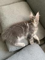 Maine Coon kitten geboren in Brussel 03.01.2025, Dieren en Toebehoren, Katten en Kittens | Raskatten | Langhaar, Kater, Gechipt