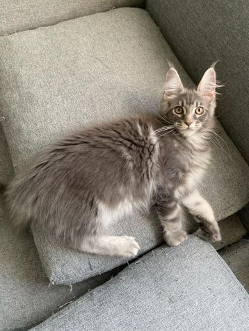 Chaton maine coon née à Bruxelles 03.01.2025, Chat, Vermifugé, 0 à 2 ans