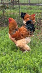 Brahma tt haan, Dieren en Toebehoren, Pluimvee, Mannelijk, Kip