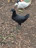 Ayam cemani haantje