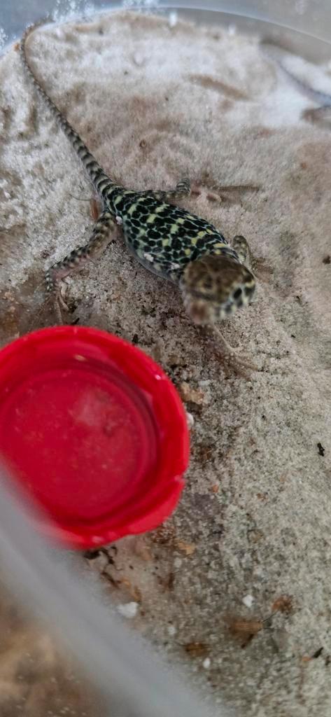 3 babys blauwe halsband leguaan (blazing blue), Dieren en Toebehoren, Reptielen en Amfibieën