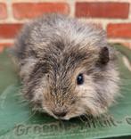 Ch teddy cavia zusjes, Animaux & Accessoires, Rongeurs, Cobaye, Femelle