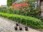 Photinia fraseri Red Robin op stam, Ophalen of Verzenden, Struik