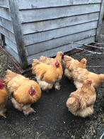 Cochin, Dieren en Toebehoren, Pluimvee