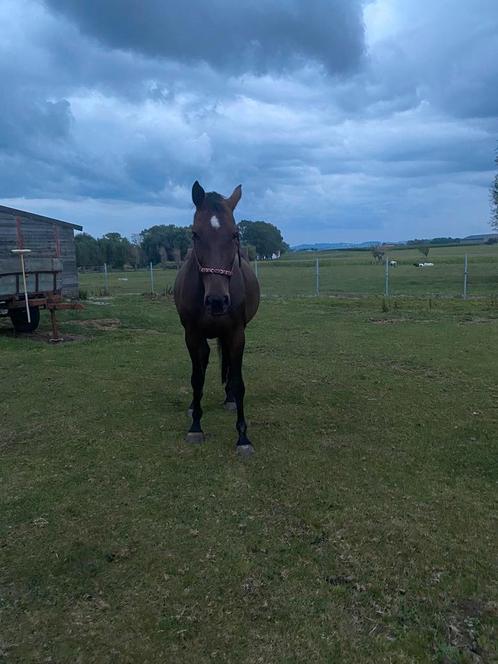 Lieve merrie met veel potentie, Animaux & Accessoires, Chevaux, Jument, 7 à 10 ans, Cheval de saut