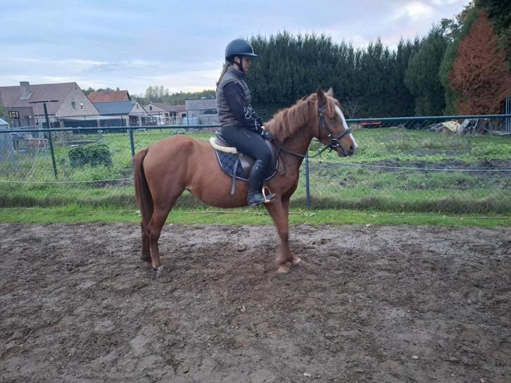 4j d pony merrie, Dieren en Toebehoren, Pony's
