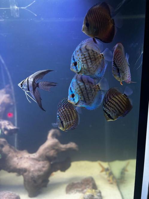 Discussen met bijvissen, Dieren en Toebehoren, Vissen | Aquariumvissen