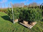 planten, Tuin en Terras, Planten | Bomen, Ophalen