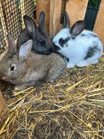 3 jonge vleeskonijnen, Dieren en Toebehoren, Konijnen