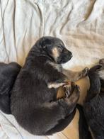 Duitse herder pups, Dieren en Toebehoren, Honden | Herdershonden en Veedrijvers, België, CDV (hondenziekte), 8 tot 15 weken, Meerdere