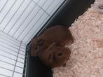 Cavia's, Dieren en Toebehoren, Cavia, Mannelijk, Mei, Tam