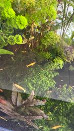 Gele garnalen, Dieren en Toebehoren, Vis