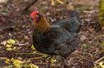 Maran kippen jonge hennen beschikbaar, Dieren en Toebehoren, Pluimvee, Vrouwelijk, Kip