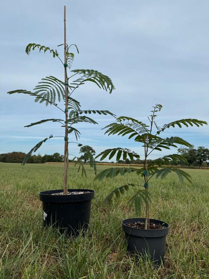Albizia julibrissin “Ombrella” (Perzische slaapboom), Tuin en Terras, Planten | Bomen, Bolboom, Minder dan 100 cm, Volle zon, Zomer