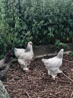 Brahma, Dieren en Toebehoren, Pluimvee, Meerdere dieren, Kip