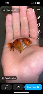 Trio ranchu goudvissen, Dieren en Toebehoren, Goudvis(sen)