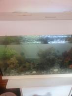 Magnifique aquarium Aquatlantis à vendre !, Animaux & Accessoires, Enlèvement, Comme neuf