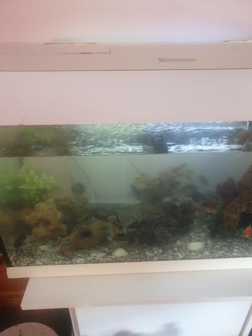 Magnifique aquarium Aquatlantis à vendre !, Animaux & Accessoires, Poissons | Aquariums & Accessoires, Comme neuf, Enlèvement