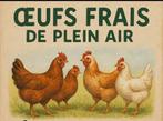 Oeuf frais araucana azur maran olive, Ophalen of Verzenden, Nieuw