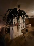 Pomax kunsttakkwn bloemen, Enlèvement