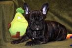 Mooi, fors gestroomd Frans Bulldog pupje, België, Reu, CDV (hondenziekte), 8 tot 15 weken