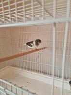 Kanaries harlekijn  mannen 2024, Dieren en Toebehoren, Vogels | Kanaries, Mannelijk, Kleurkanarie